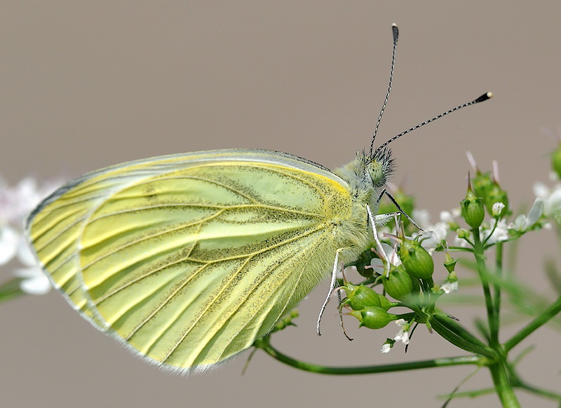 120709 Tiere Blume Makro D31_5359 Kopie.jpg